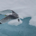 Black-legged Kittiwake (Rissa tridactyla) flies over the Arctic ocean in Svalbard and Jan Mayen Islands, Norway